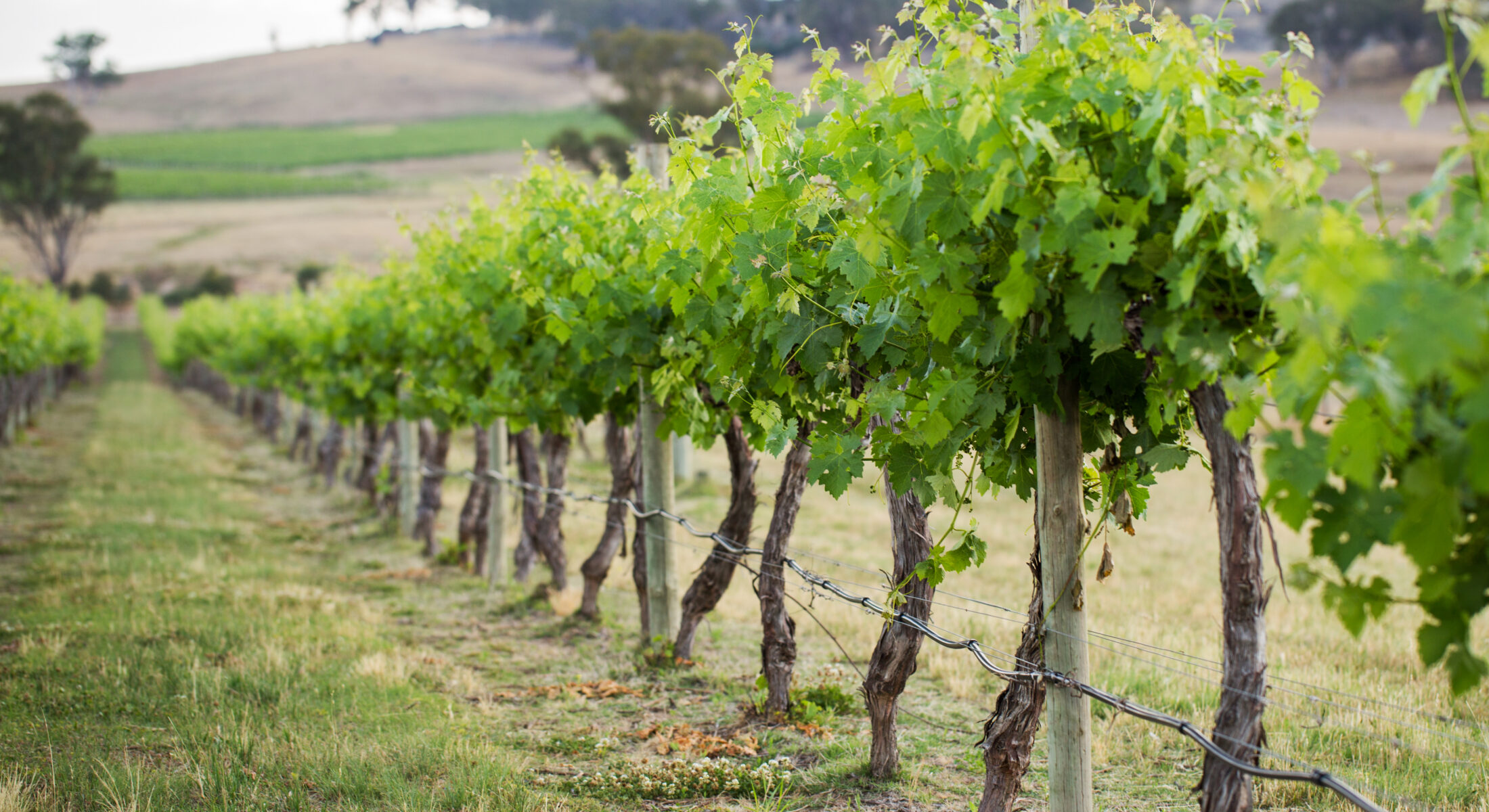 De Beaurepaire Accor Plus Wine Dinner